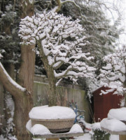Hawthorn bonsai 